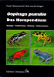 oophaga pumilio - Das Kompendium