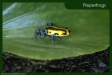 Dendrobates lamasi