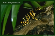 Dendrobates leucomelas